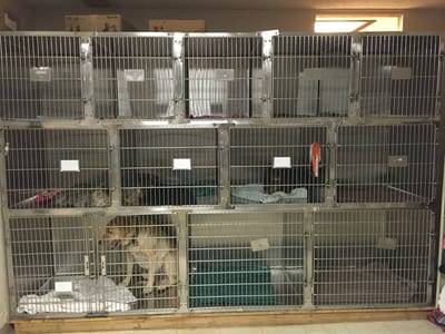 Animal patient holding area at Tri-State Veterinary Hospital
