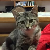 Cat patient at Tri-State Veterinary Hospital