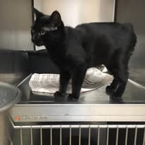 Cat resting comfortably in a kennel during boarding