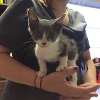 Kitten patient receiving care at Tri-State Vet