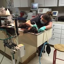 Veterinary surgical procedure in progress